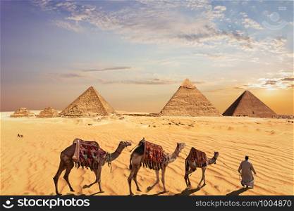 Camel caravan near the Great Pyramids of Giza in Egypt.. Camel caravan near the Great Pyramids of Giza in Egypt