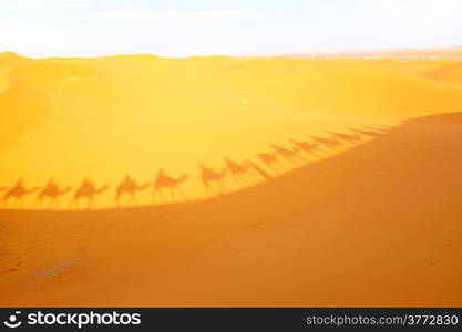 Camel caravan on a trip through the Sahara desert