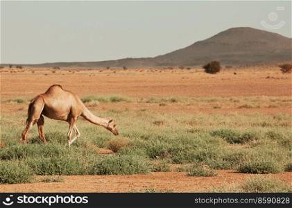 Camel in sand desert in Morocco