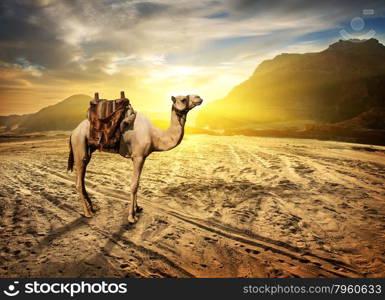 Camel in sandy desert near mountains at sunset