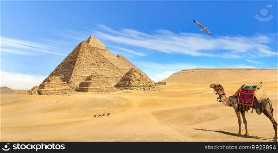Camel looking at pyramids in the desert of Giza. Camel looking at pyramids