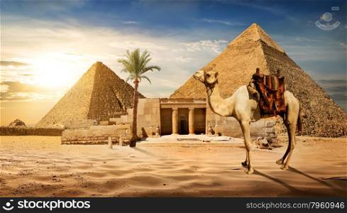 Camel near entrance to pyramid of Cheops