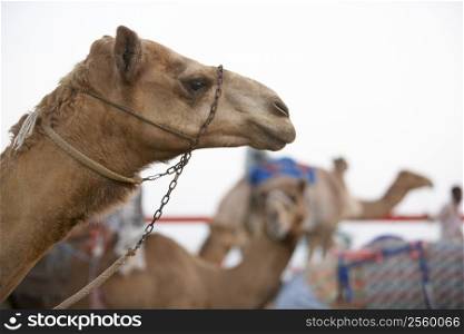 Camel Racing In Dubai