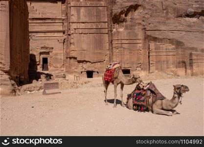 camel rests near the treasury Al Khazneh carved into the rock at Petra, Jordan