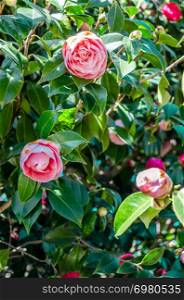 Camelia flowers in blossom during springtime in Galicia, northern Spain