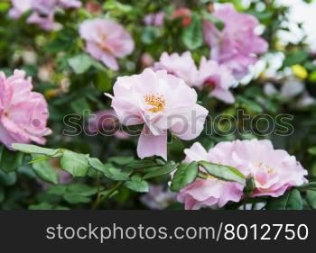 Camelia in garden, with green leaves, horizontal image