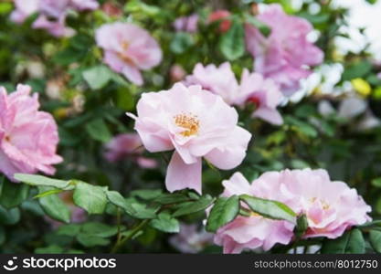 Camelia in garden, with green leaves, horizontal image