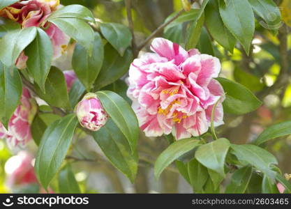 Camellia