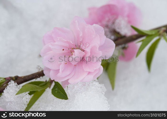 Camellia