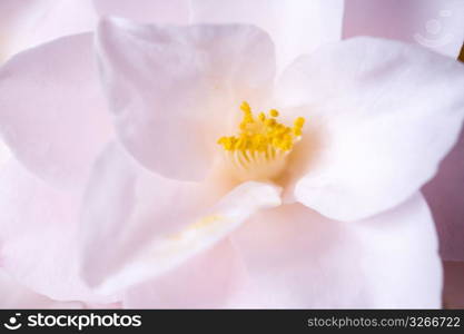 Camellia