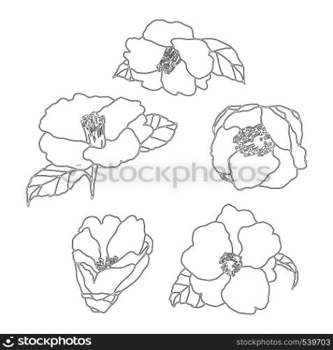 Camellia flower hand drawn illustration. Line-art flower drawing. Blooming detailed flower. Elements for design. Floral background.