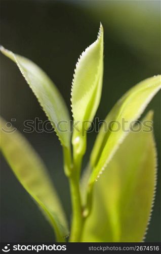 Camellia leaf