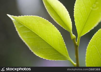 Camellia leaf