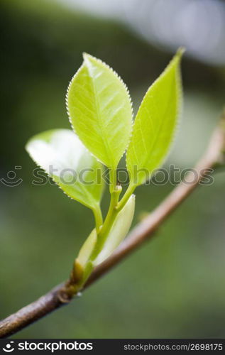 Camellia leaf