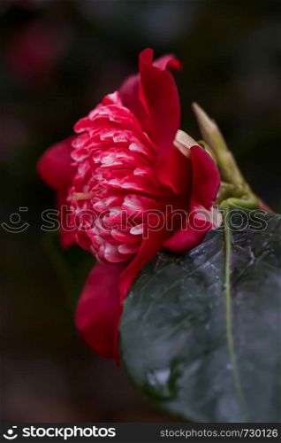Camellia red white blossom dark background