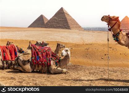 Camels and the Pyramids in Giza desert, Egypt.. Camels and the Pyramids, Giza desert, Egypt