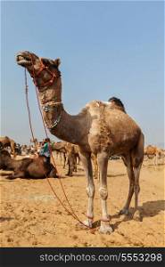 Camels at Pushkar Mela (Pushkar Camel Fair). Pushkar, Rajasthan, India