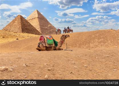 Camels by the Pyramids, desert scenery in Giza, Egypt.. Camels by the Pyramids, desert scenery in Giza, Egypt