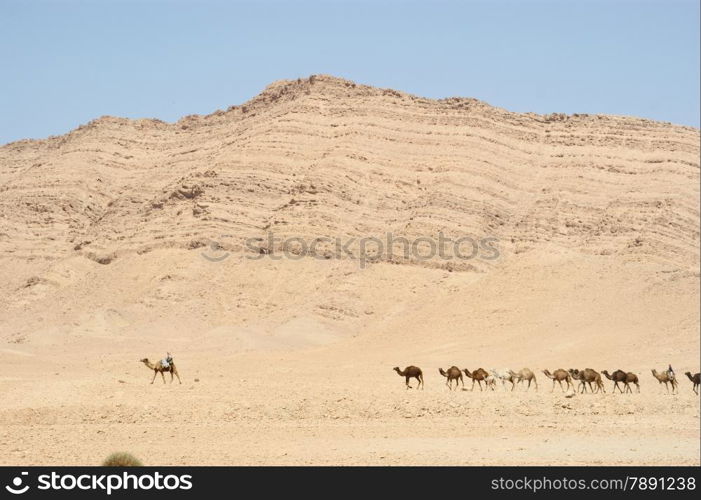 Camels in front of a blue sky