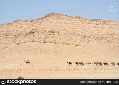 Camels in front of a blue sky