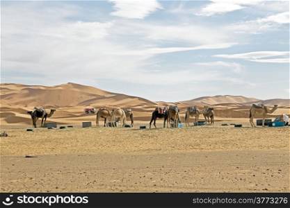 Camels in Sahara Desert at sunset