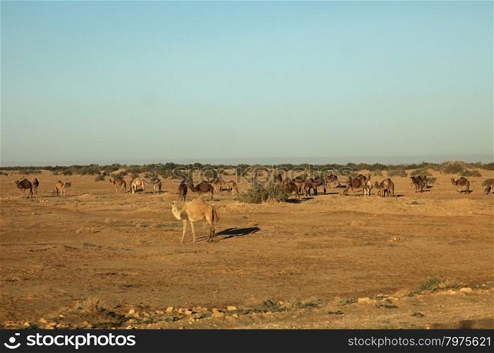 Camels in Sahara desert-Tunisia