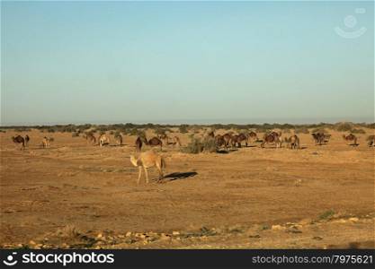 Camels in Sahara desert-Tunisia