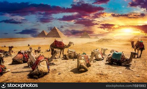Camels in sandy desert near pyramids at evening