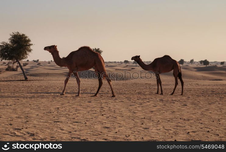 camels in the desert