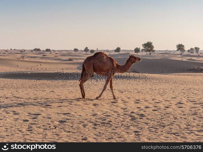 camels in the desert