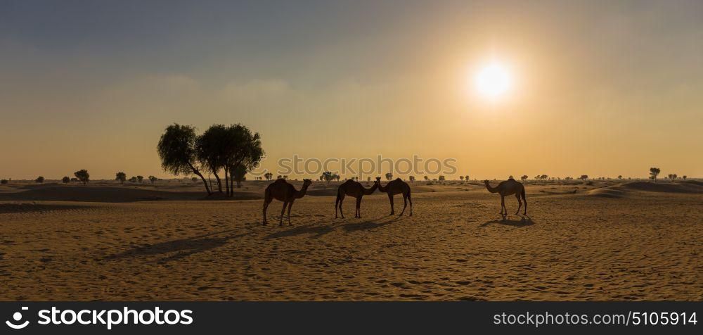 camels in the desert at sunset. camels in the desert