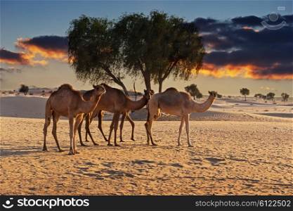 Camels in the desert at sunset of Dubai