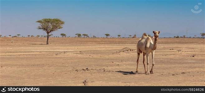 Camels in the desert Dubai