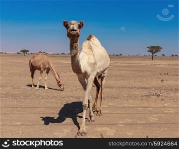 Camels in the desert Dubai