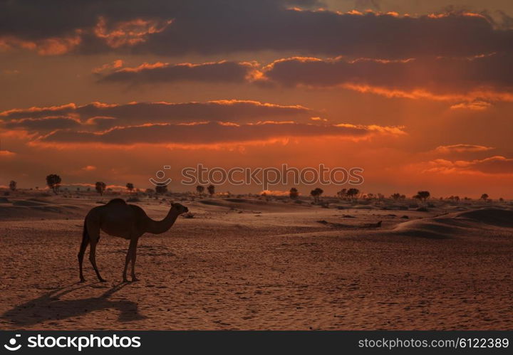 Camels in the desert Dubai