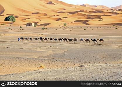 Camels in the Erg Chebbi Desert, Morocco