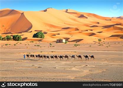 Camels in the Erg Shebbi desert in Morocco