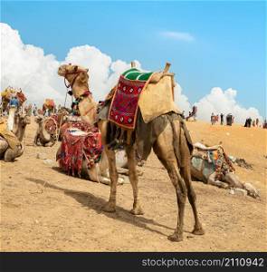 Camels in the Giza Desert, Egypt. Camels in the Giza Desert