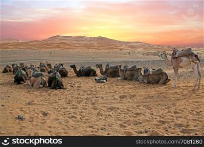 Camels in the Sahara desert in Morocco at sunset