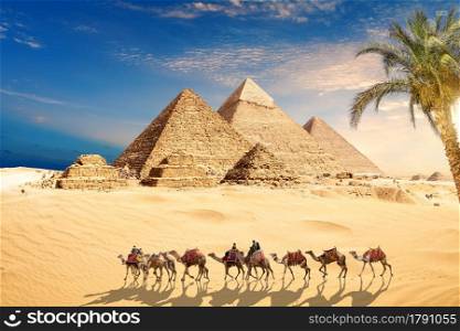 Camels in the sands by the Great Pyramids of Giza, Cairo, Egypt.