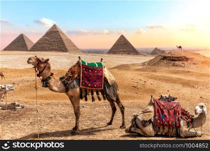Camels near the Pyramids, beautiful Egyptian scenery.. Camels near the Pyramids, beautiful Egyptian scenery