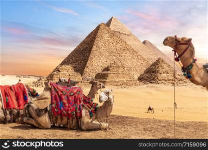 Camels near the Pyramids of Giza, Egypt.. Camels near the Pyramids of Giza, Egypt