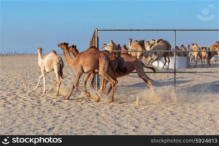 Camels on a farm in the desert of Dubai