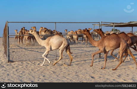 Camels on a farm in the desert of Dubai