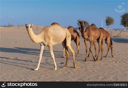 Camels on a farm in the desert of Dubai