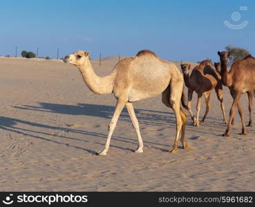 Camels on a farm in the desert of Dubai