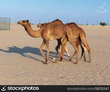 Camels on a farm in the desert of Dubai