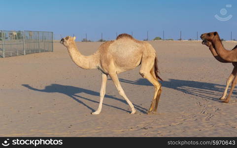 Camels on a farm in the desert of Dubai