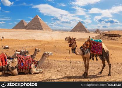 Camels on a halt near the three Pyramids of Giza.. Camels on a halt near the three Pyramids of Giza