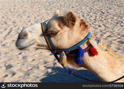 Camels on the beach in Dubai Marina UAE